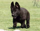 german shepherd puppies for sale