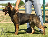 trained German Shepherd  dog for sale