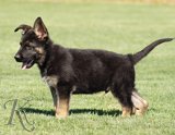 german shepherd puppies for sale