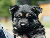 german shepherd puppy for sale