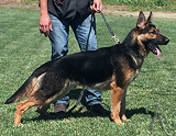 trained personal protection german shepherd dog for sale