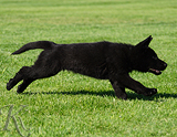 german shepherd puppy for sale