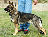 german shepherd dog breeding female