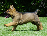 german shepherd puppy for sale