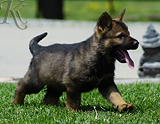 german shepherd puppy for sale