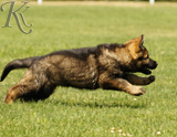 german shepherd puppies for sale