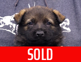 german shepherd puppy for sale