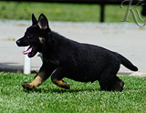 german shepherd puppy for sale