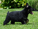 german shepherd puppy for sale