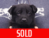 german shepherd puppy for sale