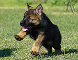 german shepherd puppy for sale