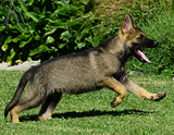 german shepherd puppy for sale