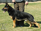 trained personal protection german shepherd dog for sale