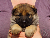 german shepherd puppy for sale