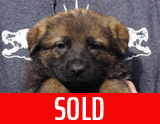 german shepherd puppy for sale