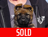 german shepherd puppy for sale