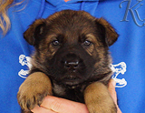 german shepherd puppy for sale