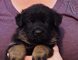 german shepherd puppy for sale