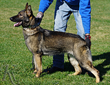 german shepherd dog breeding female