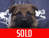 german shepherd puppy for sale