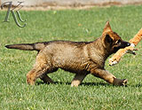 german shepherd puppies for sale