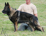 german shepherd puppy Indy