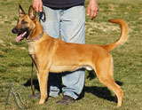 German Shepherd protection dog for sale