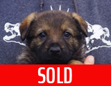 german shepherd puppy for sale