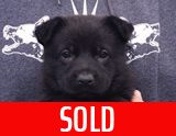 german shepherd puppy for sale