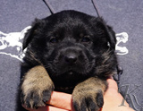 german shepherd puppy for sale