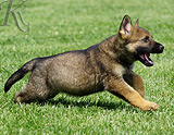 german shepherd puppy for sale