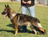 trained German Shepherd  dog for sale