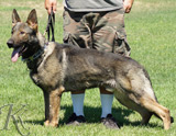 trained personal protection german shepherd dog for sale