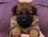 german shepherd puppy for sale