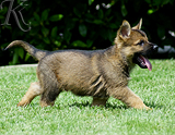 german shepherd puppy for sale