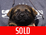 german shepherd puppy for sale