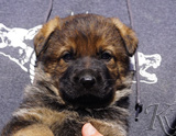 german shepherd puppy for sale