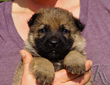 german shepherd puppy for sale