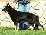 German Shepherd female Ivery