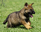 german shepherd puppy for sale