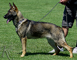 trained personal protection german shepherd dog for sale