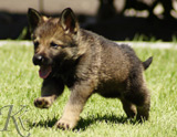 german shepherd puppy for sale