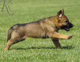 german shepherd puppy for sale