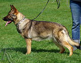 german shepherd future breeding female