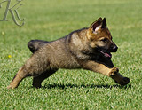 german shepherd puppy for sale