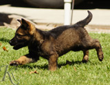 german shepherd puppy for sale