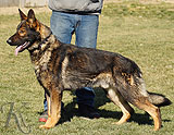 personal protection german shepherd dog for sale