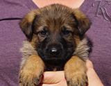 german shepherd puppy for sale