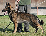 german shepherd Jambo Honajzer