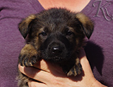 german shepherd puppy for sale